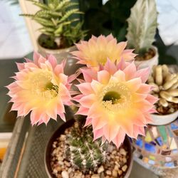 Arizona Cactus Sales - Echinopsis Djinni