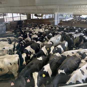 Kreider Farms - Waiting to board the carousel to be milked - Farms Near Me - Manheim, Pennsylvania