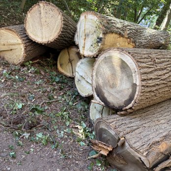 Marquez Tree Services - Tree Services Near Me - Silver Spring, Maryland