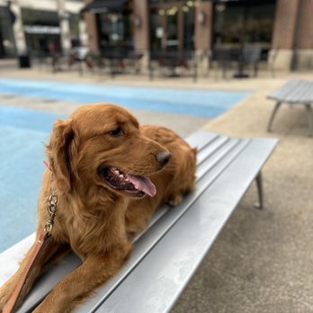Noble Paws CLE - Pet Training Near Me Noble Paws CLE - Pet Training Near Me