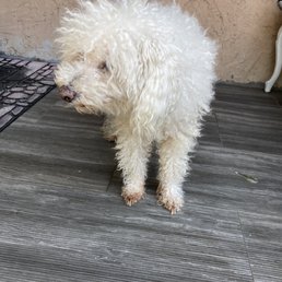 This is his before. I had been trying for months to grow his hair so that he could look fluffy when he got a cut