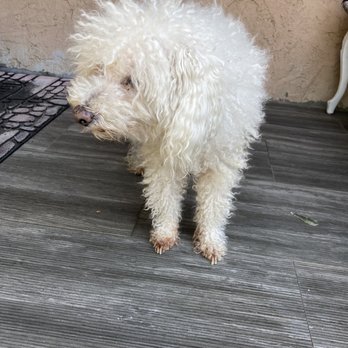Pet World - This is his before. I had been trying for months to grow his hair so that he could look fluffy when he got a cut - Pet Groomers Near Me - Anaheim, California