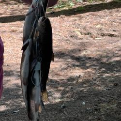 Farewell Bend Campground - Trout for dinner