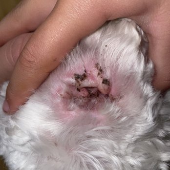 Petco - This are after the grooming and just days after grilling. It got worse. - Pet Stores Near Me - Santa Clara, California Petco - This are after the grooming and just days after grilling. It got worse. - Pet Stores Near Me - Santa Clara, California