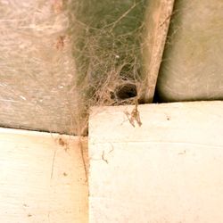 Roxbury Pest Control