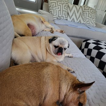 Salty Dog and Cool Cat - Pet Groomers Near Me - Thousand Oaks, California Salty Dog and Cool Cat - Pet Groomers Near Me - Thousand Oaks, California