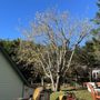 Photo of Coastal Tree Service