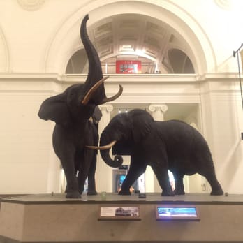 Field Museum - Museums Near Me - Chicago, Illinois Field Museum - Museums Near Me - Chicago, Illinois