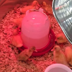 Tractor Supply - Baby chicks are here for the season!