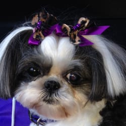 Pawsitively Gorgeous