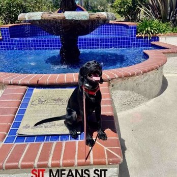 Sit Means Sit Dog - Pet Training Near Me - San Juan Capistrano, California Sit Means Sit Dog - Pet Training Near Me - San Juan Capistrano, California