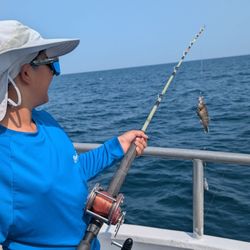 Voyager Deep Sea Fishing & Dolphin Cruises - Small fish caught off back of boat.