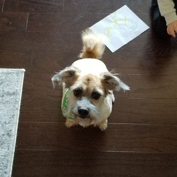 A Dog Eared Corner Pet Grooming - Pet Groomers Near Me - Columbia, South Carolina