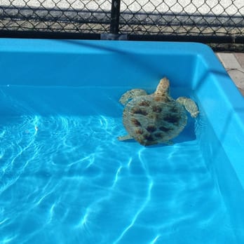Loggerhead Marinelife Center - Community Service/Non-Profit Near Me - Juno Beach, Florida Loggerhead Marinelife Center - Community Service/Non-Profit Near Me - Juno Beach, Florida