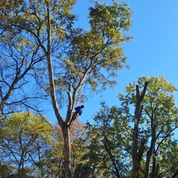 JR Trees Service - Tree Services Near Me - Lyles, Tennessee JR Trees Service - Tree Services Near Me - Lyles, Tennessee