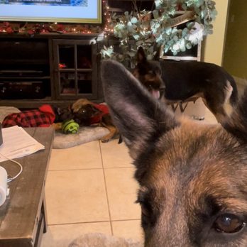 Emergency Pet Intensive Care - Emergency Pet Hospital Near Me - Temecula, California