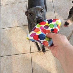 St. Francis Animal Clinic - It's Asher's 2nd Birthday!