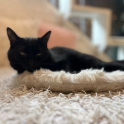 Crumbs & Whiskers - Kitten & Cat Cafe