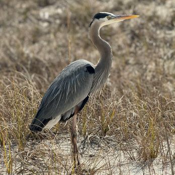 Donna Knauer - Avenue Realty - Beautiful Bird - Real Estate Agents Near Me - Pensacola, Florida Donna Knauer - Avenue Realty - Beautiful Bird - Real Estate Agents Near Me - Pensacola, Florida