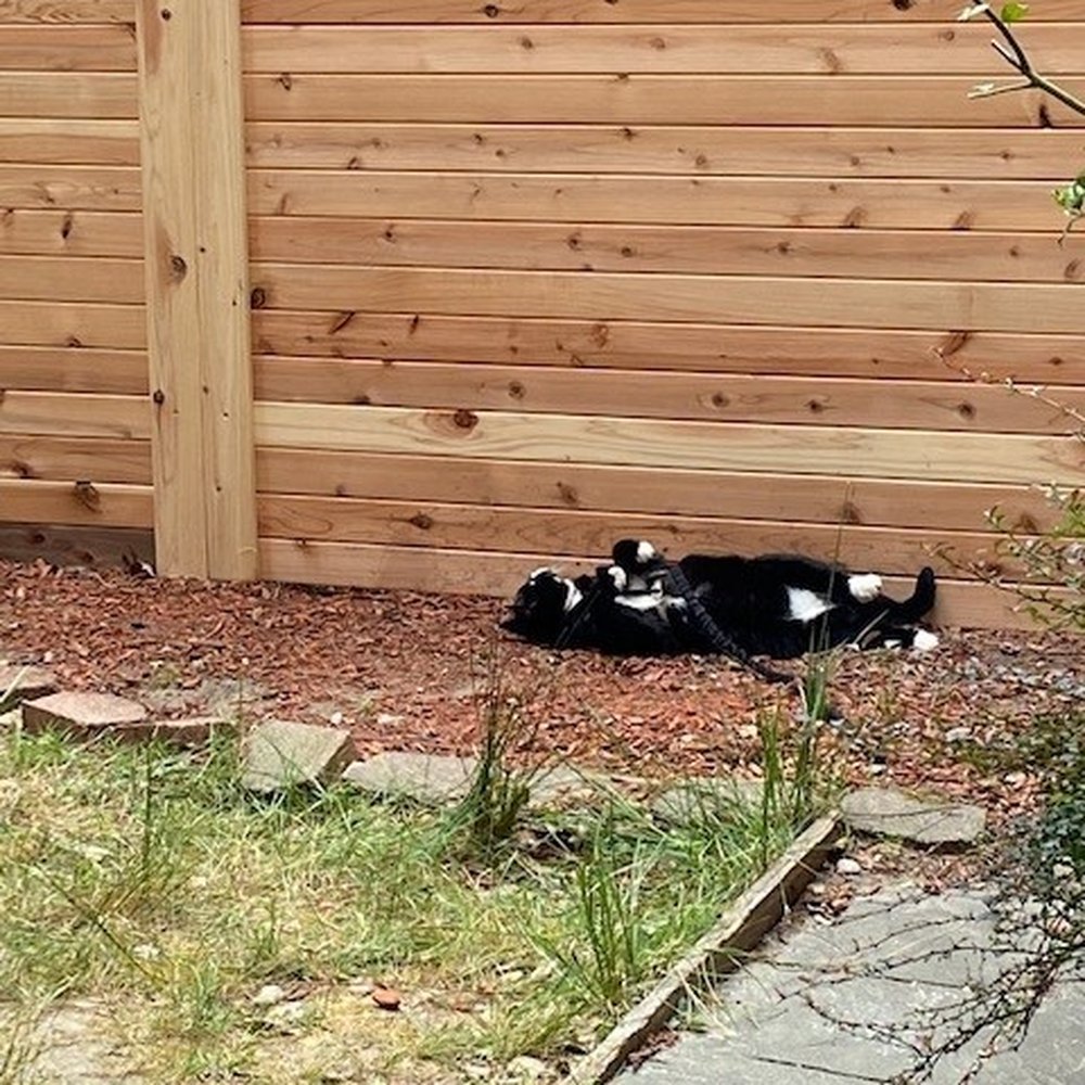 FenceX - fence is secure and allows kitty the enjoyment of her patio without being afraid of being barked at and attacked by the neighbor's Husky. - Fences & Gates Near Me