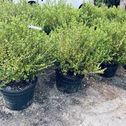 McKittrick Nurseries