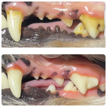 Royal Touch Pet Dental - Holistic Animal Care Near Me