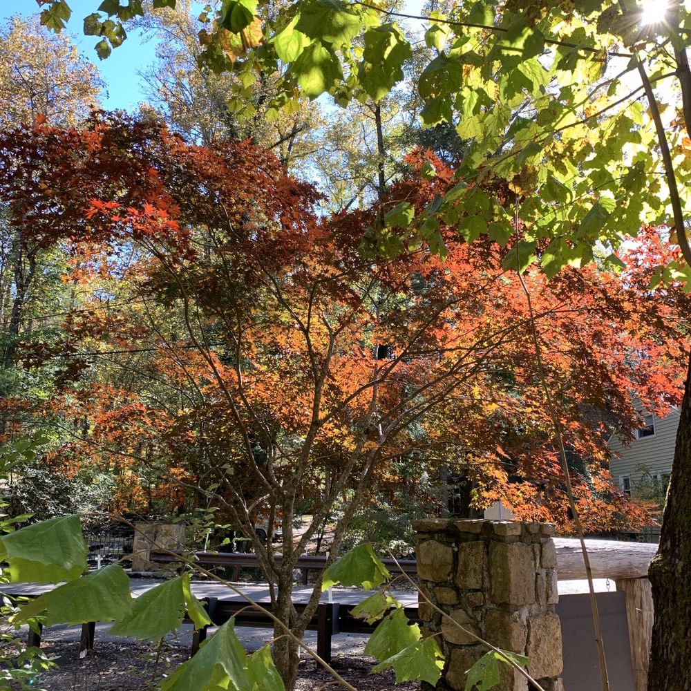 Mynatt Park - Leaves - Parks Near Me - Gatlinburg, Tennessee