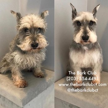 The Bark Club - Before & After of Candy - Pet Groomers Near Me - Norwalk, Connecticut The Bark Club - Before & After of Candy - Pet Groomers Near Me - Norwalk, Connecticut