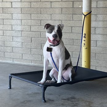 Hudson's Canine Kennels - Pet Training Near Me - Anaheim , California Hudson's Canine Kennels - Pet Training Near Me - Anaheim , California