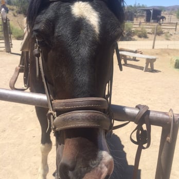 Broken Saddle Riding - Jack the horse likes to eat on the trail. - Horseback Riding Near Me - Cerrillos, New Mexico Broken Saddle Riding - Jack the horse likes to eat on the trail. - Horseback Riding Near Me - Cerrillos, New Mexico