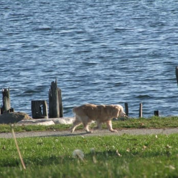 India Point Park - Dog on a walk - Parks Near Me - Providence, Rhode Island India Point Park - Dog on a walk - Parks Near Me - Providence, Rhode Island