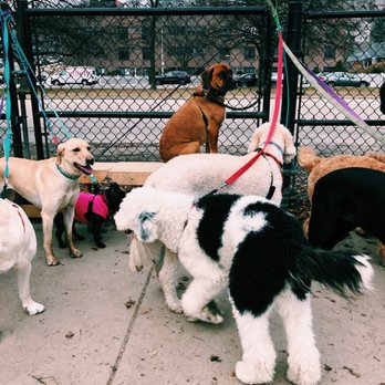 South Boston Bark Park - Always a good amount of dogs here. - Dog Parks Near Me - Boston, Massachusetts South Boston Bark Park - Always a good amount of dogs here. - Dog Parks Near Me - Boston, Massachusetts