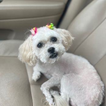 With Love From Head to Tail - Pet Groomers Near Me - Elmhurst, Illinois With Love From Head to Tail - Pet Groomers Near Me - Elmhurst, Illinois