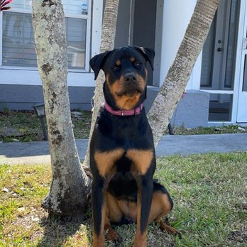Florida State K-9 Academy - Pet Training Near Me - Port St. Lucie, Florida Florida State K-9 Academy - Pet Training Near Me - Port St. Lucie, Florida