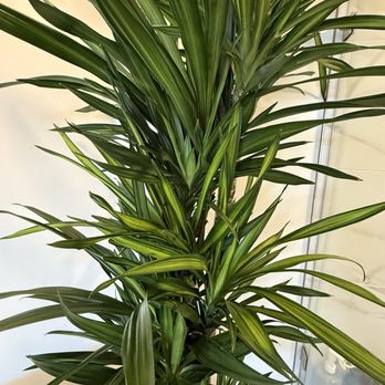 DNA Plants - Beautiful, vibrant, healthy leaves - Nurseries & Gardening Near Me - San Diego, California