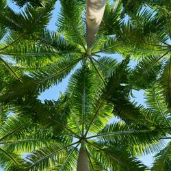 Tropical Connection