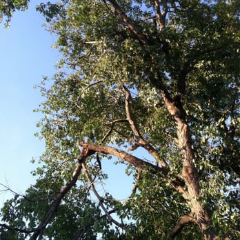 American Pride Tree Service - Before: Large branch hanging over shed. - Tree Services Near Me American Pride Tree Service - Before: Large branch hanging over shed. - Tree Services Near Me