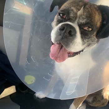 Nova Pets Health Center - Muggie the boxer, after Dr. Masood fixed her eye. - Veterinarians Near Me - Chantilly, Virginia
