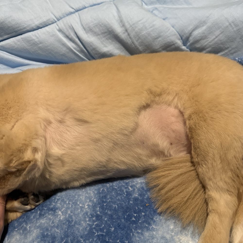 Butchered haircut from petsmart Butchered haircut from petsmart
