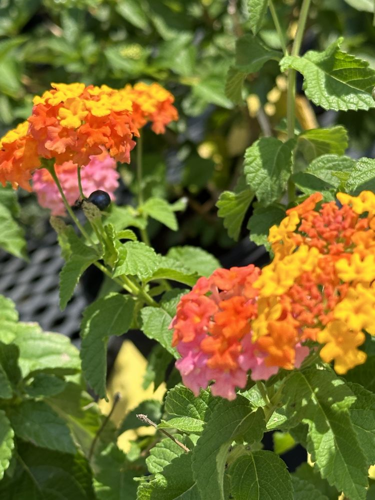 HANOVER PLANT FARM with photos Updated August 2024 30 Photos