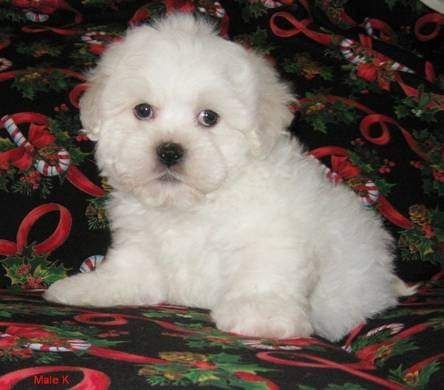 Chicago Animal Care and Control by null