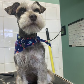 Dog's Best Friend - Mishka the mini schnauzer - Pet Groomers Near Me - North Miami, Florida