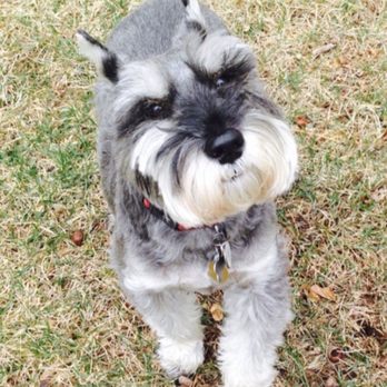 Ramsey Animal Clinic - Yogi - Veterinarians Near Me - Ramsey, New Jersey