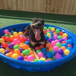 Pampered Pup'z - Havin' a Ball!