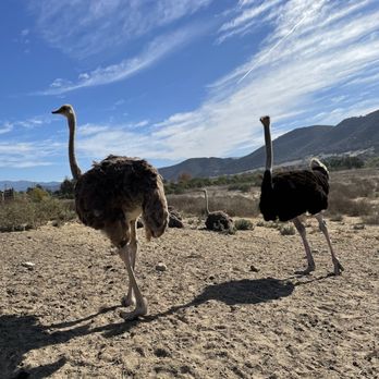 Ostrichland USA - Attraction Farms Near Me - Solvang, California