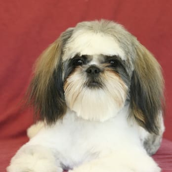 Lynn's Pretty Pooch - Benji - Pet Groomers Near Me - Westerville, Ohio Lynn's Pretty Pooch - Benji - Pet Groomers Near Me - Westerville, Ohio