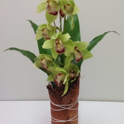 Pretty Petals - This modern cymbidium orchid will make everyone happy.