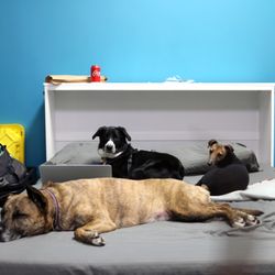 Big Dog Walkin' - Nap time! Can we help you?
