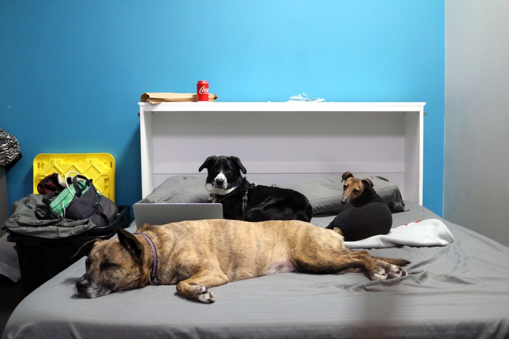 Big Dog Walkin' - pet boarding facility in Brighton, MA