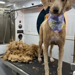 11 Paws Grooming